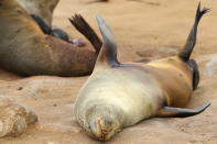 <p>A Cape fur seal rests on its back on the beach at the Cape Cross Seal Reserve in Namibia. (Photo: Gordon Donovan/Yahoo News) </p>