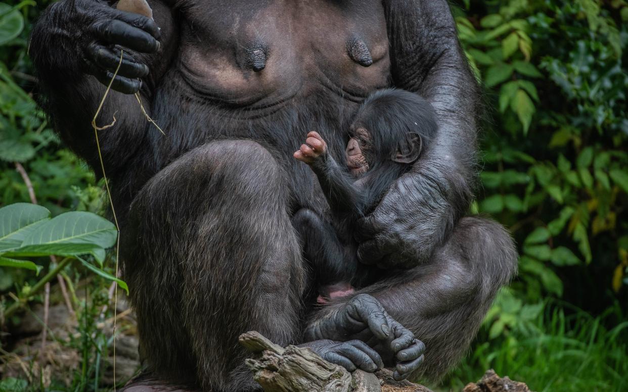 The chimpanzee was born to mother Alice at Chester Zoo this week - Chester Zoo