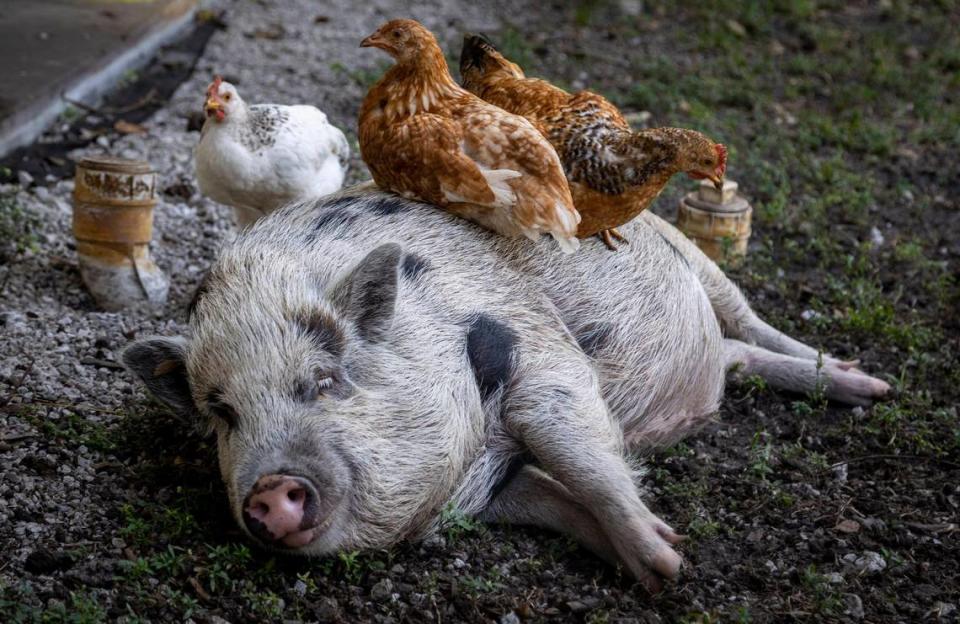 Los pollos se acomodan encima de Wilbur, el cerdo barrigón vietnamita en “La Finka”, una pequeña granja dentro de la escuela secundaria Palm Springs en Hialeah, donde se imparte una clase de agrociencia.
