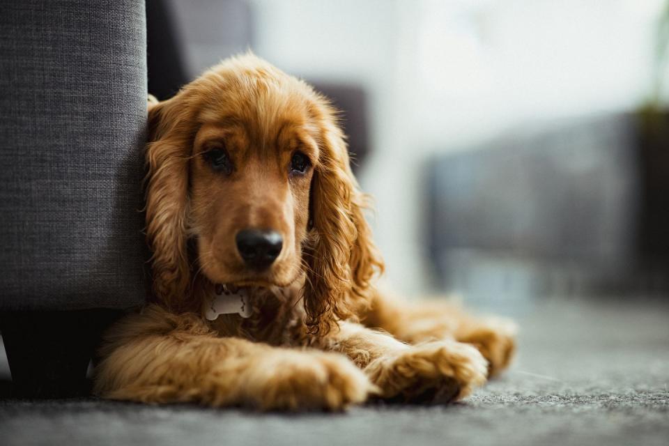 English Cocker Spaniel