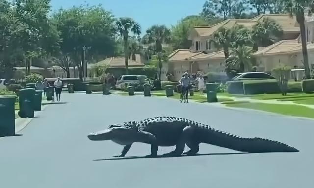 Giant gator visits posh Florida town in another 'Jurassic' moment