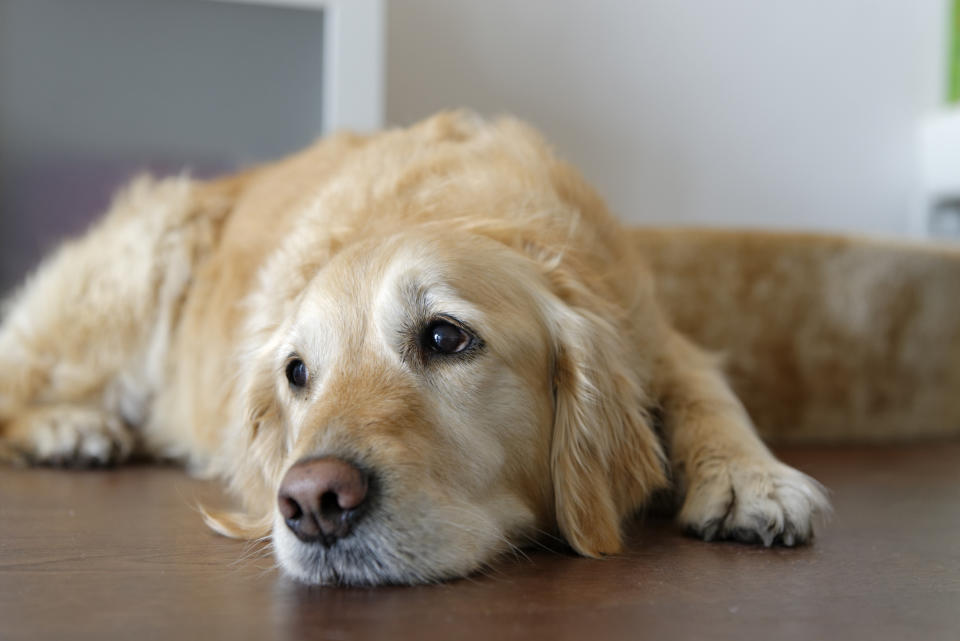 Wer seinen Hund falsch behandelt, schadet ihm auch. - Copyright: Westend61 via Getty Images