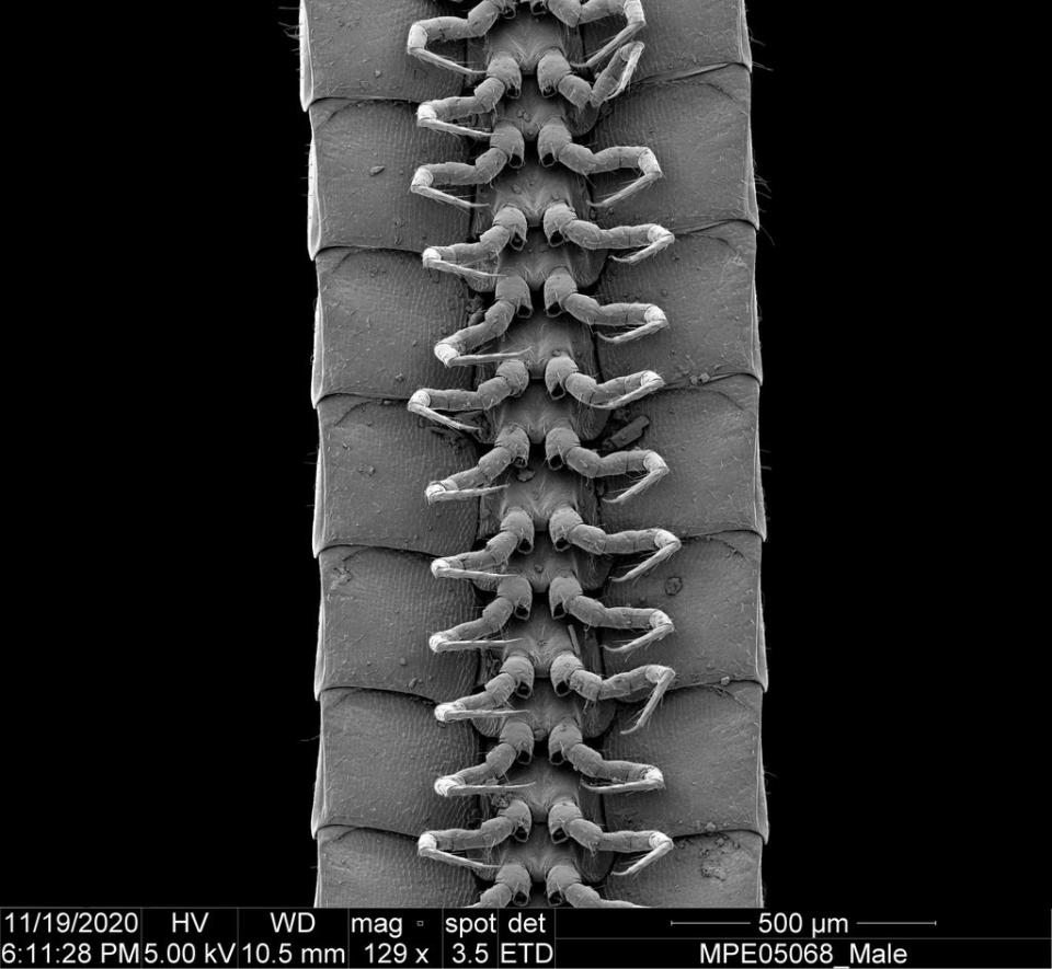 A ventral view of the legs of a male Eumillipes persephone (The first true millipede—1,306 legs long, Paul E. Marek, Bruno A. Buzatto, William A. Shear, Jackson C. Means, Dennis G. Black, Mark S. Harvey, Juanita Rodriguez, Scientific Reports)