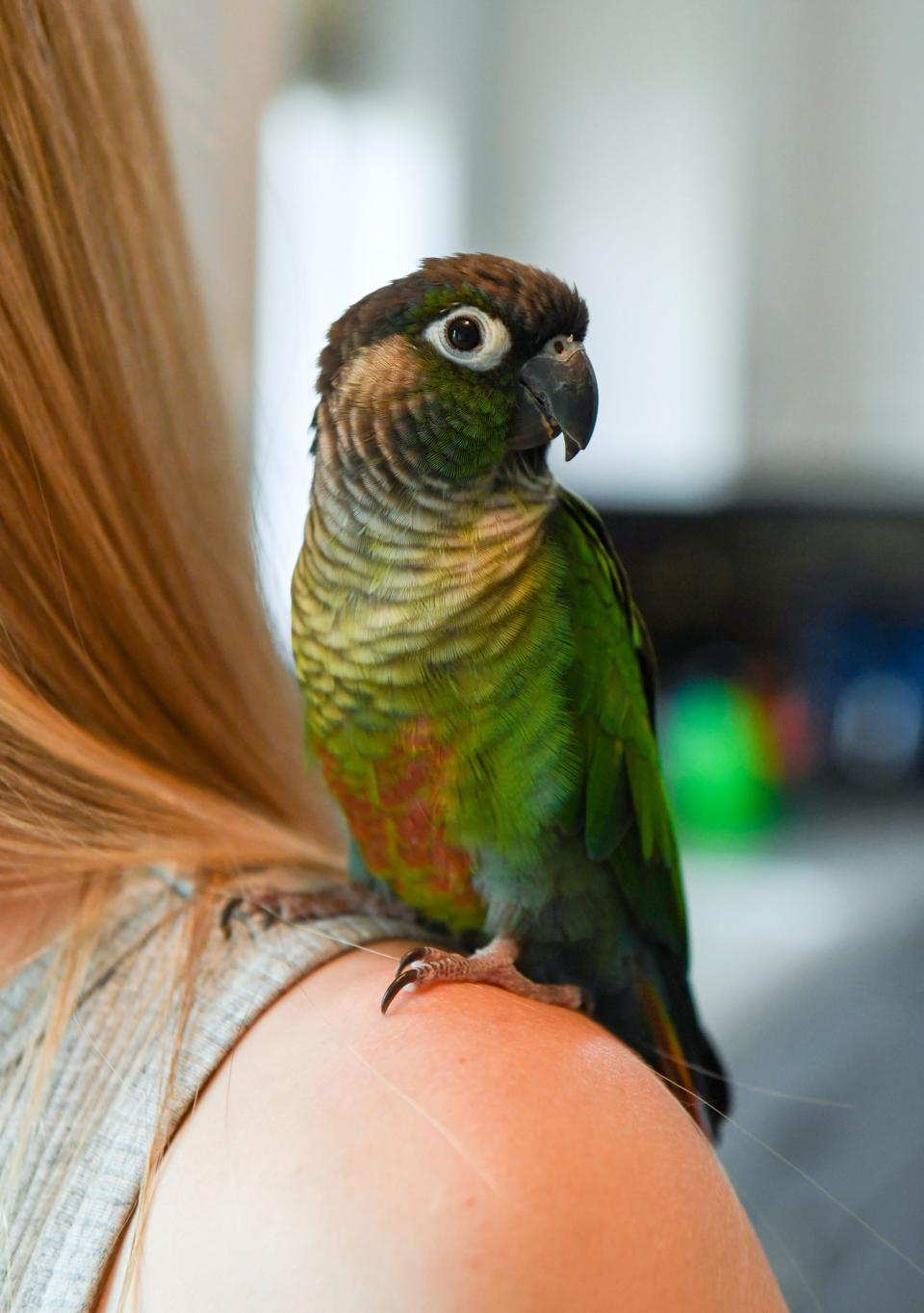 Huey the conure sits on his owner, Holly Tieszen's, shoulder in their home on Thursday, May 19, 2022. Huey got lost in January and was recently found.