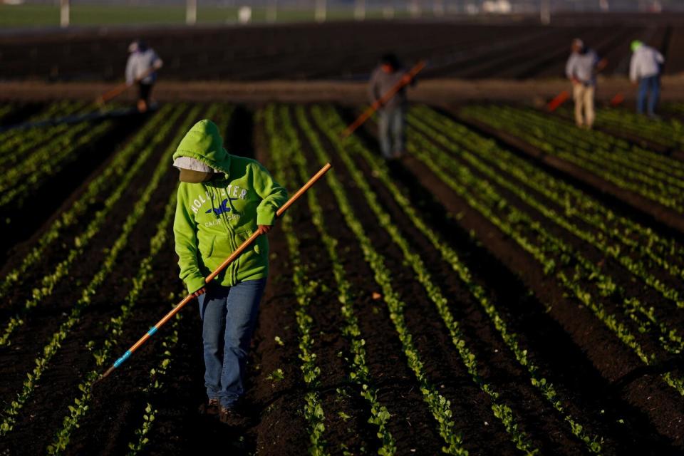 A Worker culls lettuce in Salinas, Calif.