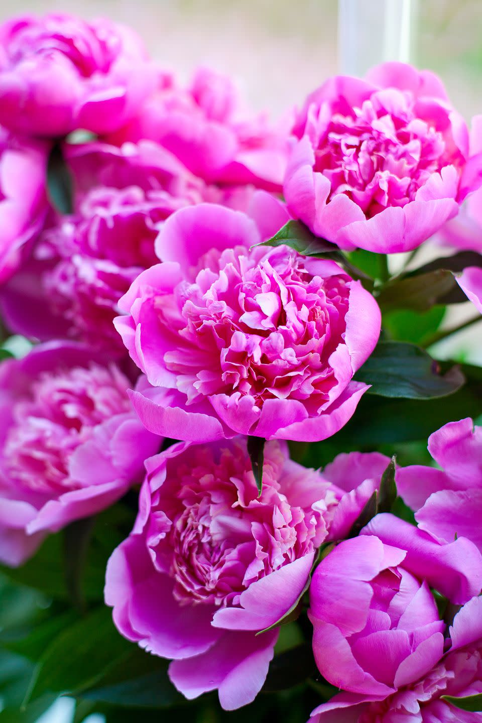 Perennials: Peonies