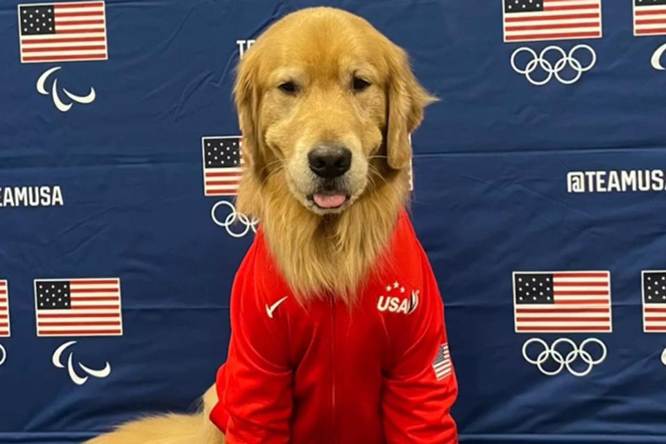 <p>Golden Dog Beacon/Instagram</p> Beacon the USAG therapy dog