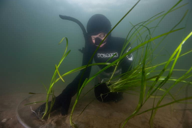 Un plongeur bénévole plante une zostère dans le fjord de Vejle, au Danemark, le 8 juin 2024 (Helene-Julie Zofia PAAMAND)