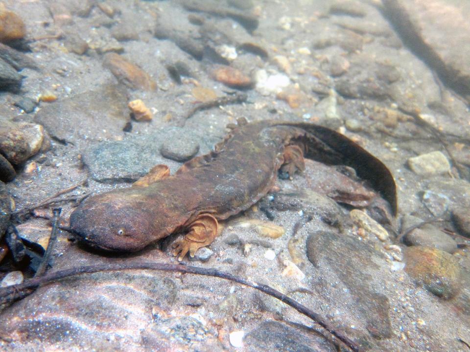 The N.C. Wildlife Resources Commission is asking the public to report sightings of hellbender salamanders, which are a species of special concern.