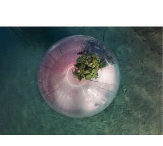 Lancé en 2012, le jardin de Nemo est la première ferme sous-marine de plantes terrestres au monde.. PHOTO Luca Locatelli