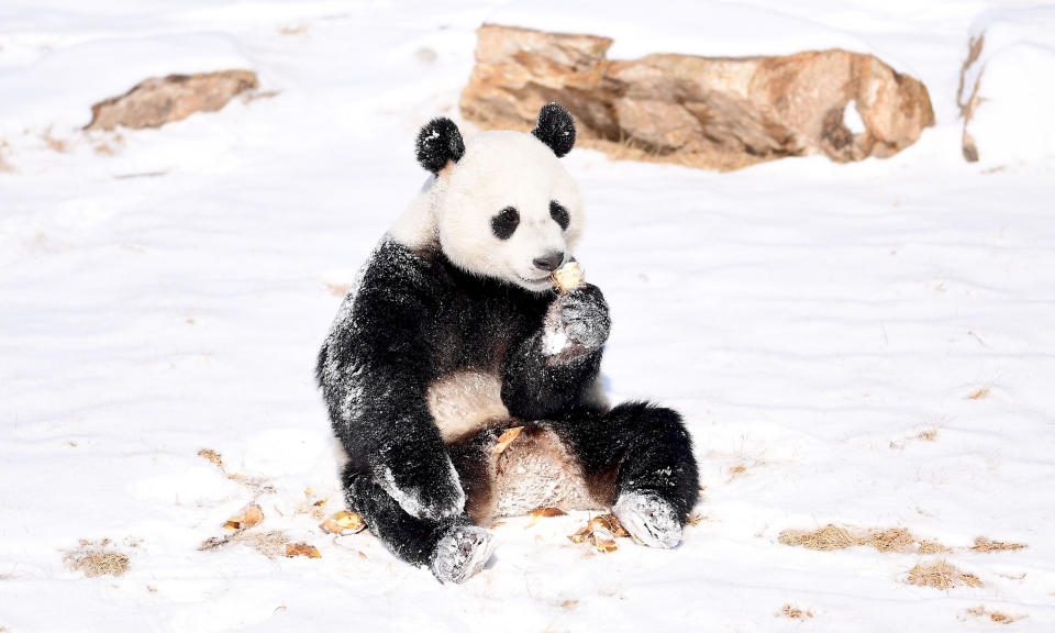 <p>Ein Panda des Shenyang-Forest-Zoos in China spielt fröhlich im Schnee. (Bild: VCG/VCG via Getty Images) </p>