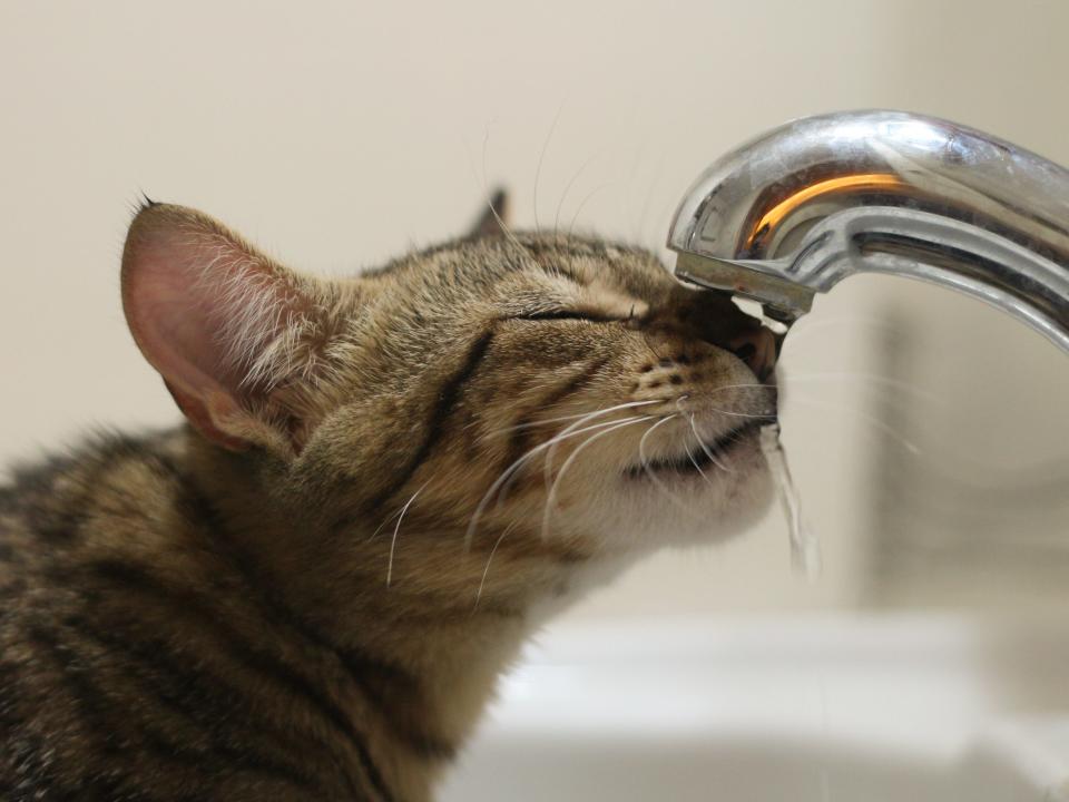 cat water sink