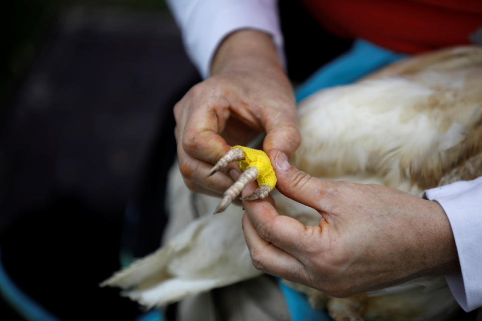 A volunteer treats a chicken at "Freedom Farm", which serves as a refuge for mostly disabled animals in Moshav Olesh, Israel. (Photo: Nir Elias/Reuters)              