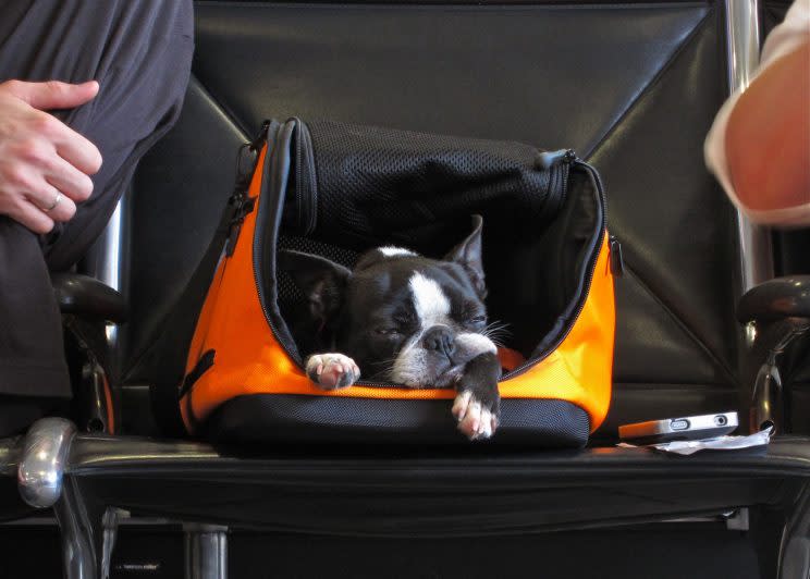 The cost of traveling with your pet could cost more than your trip.