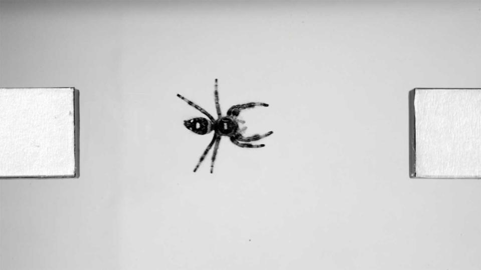 However creepy jumping spiders might be, they're undoubtedly biomechanical