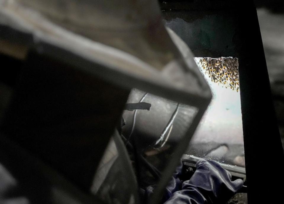 Adriana Veliz, wearing a bee suit to protect herself from stings, checks out a beehive that made its nest in the base of a lamp post in Mexico City, Thursday, June 8, 2023. Veliz is on a mission to save the approximately 20,000 bees inside. (AP Photo/Eduardo Verdugo)