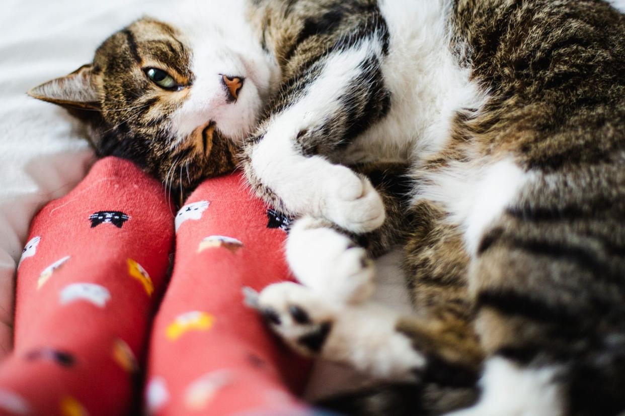 cat curled up at and of person's feet - legs bent - do cats have knees?