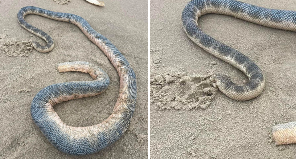 A sea snake that washed ashore in Queensland. 