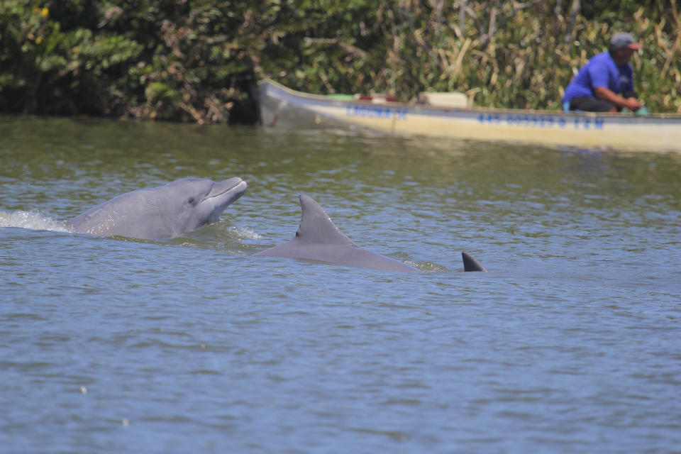 In this 2018 photo provided by Oregon State University, a group of dolphins swims towards fishers at the Tubarão river, in Brazil. In the seaside city of Laguna, Brazil, scientists have, for the first time, used drones, underwater sound recordings and other tools to document how people and dolphins coordinate actions and benefit from each other’s labor. The research was published Monday, Jan. 30, 2023, in the Proceedings of the National Academy of Sciences. (Alexandre Machado/Universidade Federal de Santa Catarina via AP)