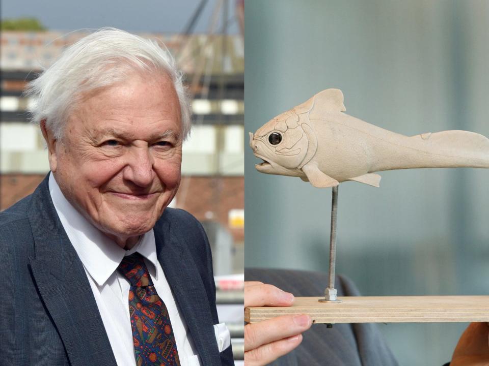 A side-by-side image of Sir David Attenborough wearing a suit and the Materpiscis attenboroughi fossil on a wooden stand.