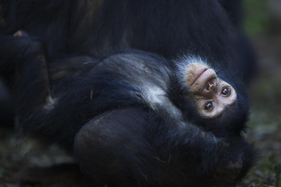 a baby chimp looking up