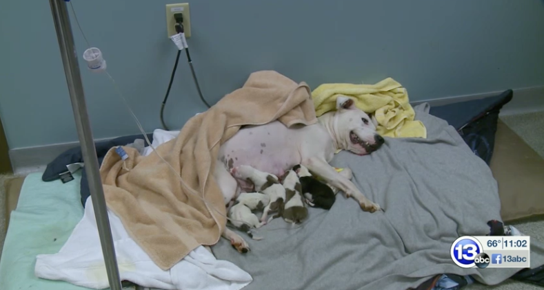 Dog who was abandoned while in labor feeds her four puppies while recovering. 