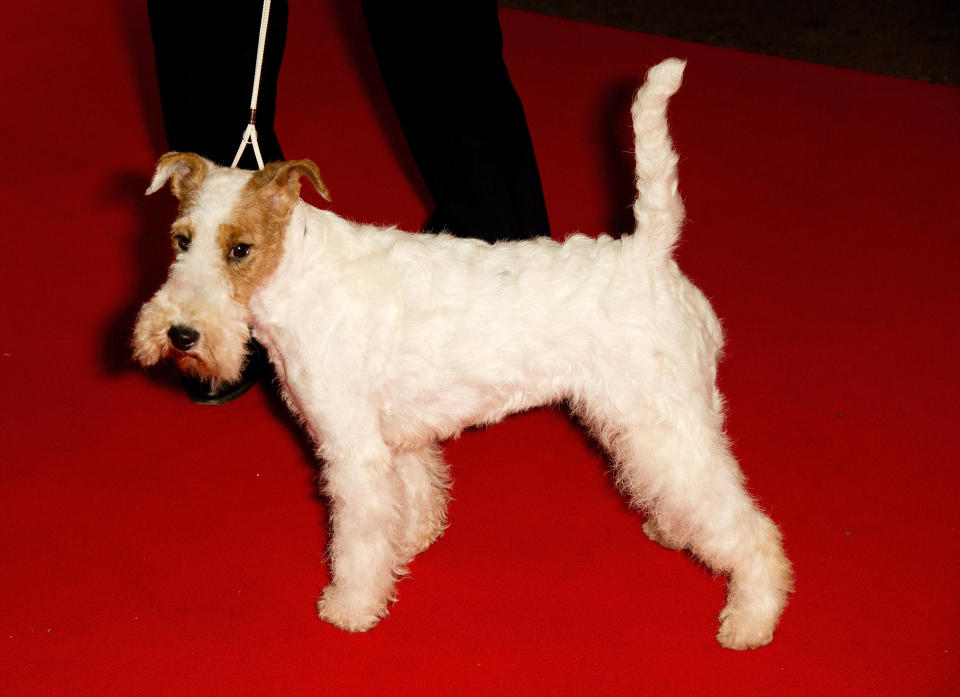 La race canine du fox-terrier à poil dur est en danger.