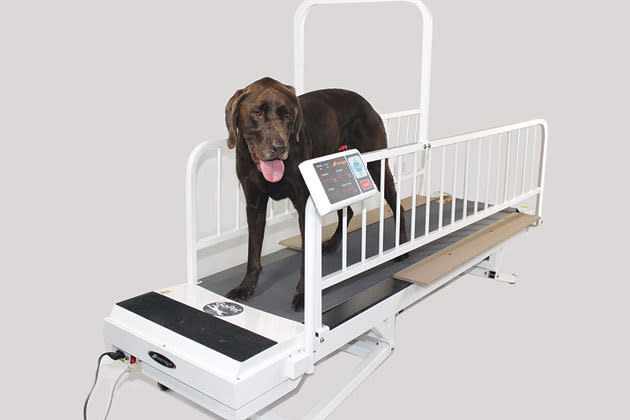 GoPet Treadmill, $1,135