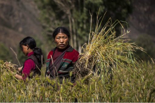 This handout photo, released by www.thegreathimalayatrail.org on September 18, shows Tashi Sangmo Lama, 31, as she works in the fields surrounding her village in the remote Himalayan region of Upper Dolpa, some 500 km from the Nepalese capital Kathmandu