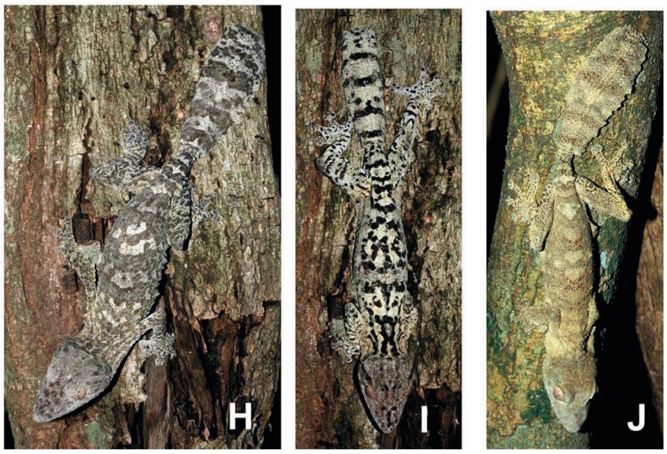 Several shiny-eyed leaf-tailed geckos with different color patterns perched on branches.