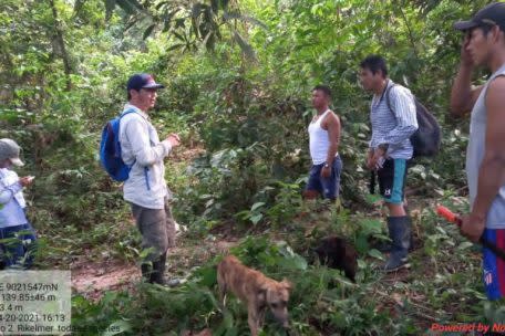 Un programa de restauración de ecosistemas se ejecuta en el Área de Conservación Regional Imiría, en Ucayali.