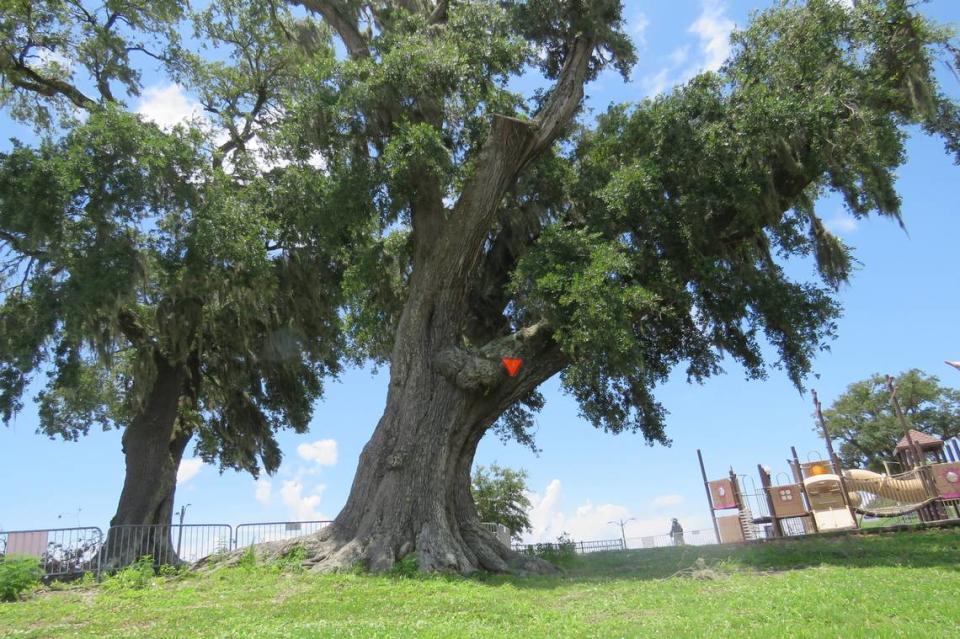 A centuries-old live oak at Fort Maurepas Park in Ocean Springs is at risk of falling on the adjacent playground, the city has concluded. On June 28, 2021, a group of concerned citizens asked for another assessment.