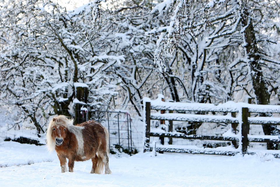 A lone shetland pony is seen surrounded by heavy snowfall at Anfield Plain, England  Wednesday, April 4, 2012. Parts of Scotland and northern England have received 20 centimeters (8 inches) of snow, and 10,000 homes are without power in northeast England after wind brought down power cables.   (AP Photo/Scott Heppell)