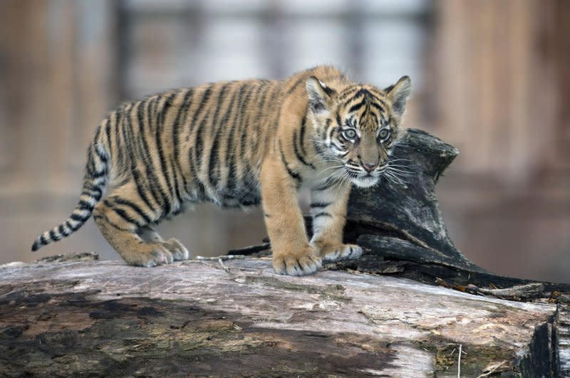 Agents seized four big cats as well as 53 primates, and more than 1,300 rare birds during the operation. File Photo by Joe Marino-Bill Cantrell/UPI