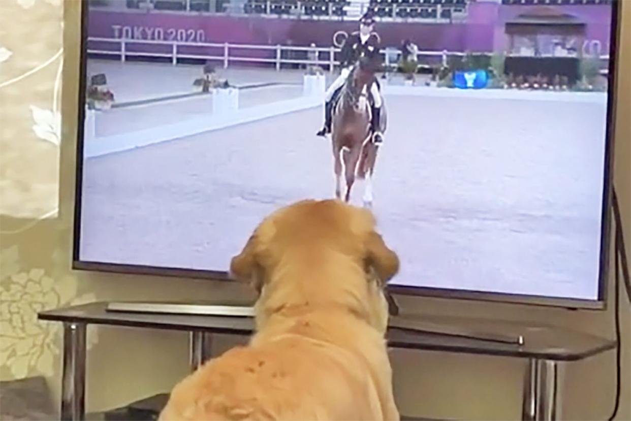 dressage dog watching summer olympics dressage on television