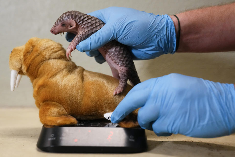 A baby Chinese pangolin is being weighed at the Prague Zoo, Czech Republic, Thursday, Feb. 23, 2023. A female baby of Chinese pangolin has been born in the Prague zoo on Feb 2, 2023, as the first birth of the critically endangered animal on the European continent, and was doing well, the park said. (AP Photo/Petr David Josek)