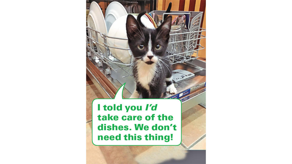 Funny photos: Cat standing in dishwasher with caption: 