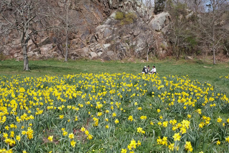 The green shoots now sprouting at Carol Ballard Park and Wildlife Preserve in Newport will soon bloom into a blanket of daffodils, as seen here in a file photo from April 2020.