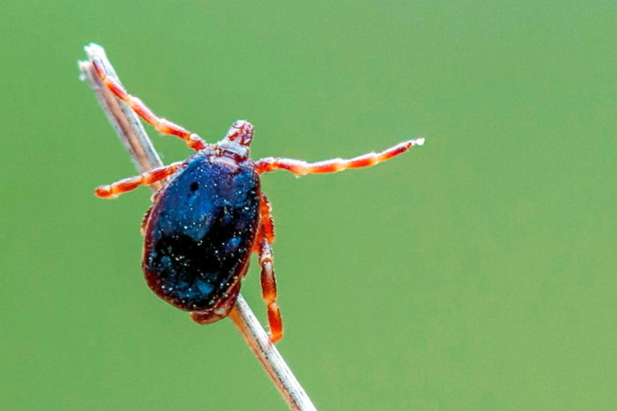 Le virus est transmis par des tiques de l’espèce Hyalomma marginatum, probablement importées par les oiseaux migrateurs depuis l’Afrique.  - Credit:DR