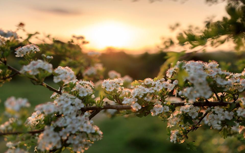 Hawthorn in flower taken at Stockbridge Down, Hampshire, against a sunset - John Mill/The National Trust