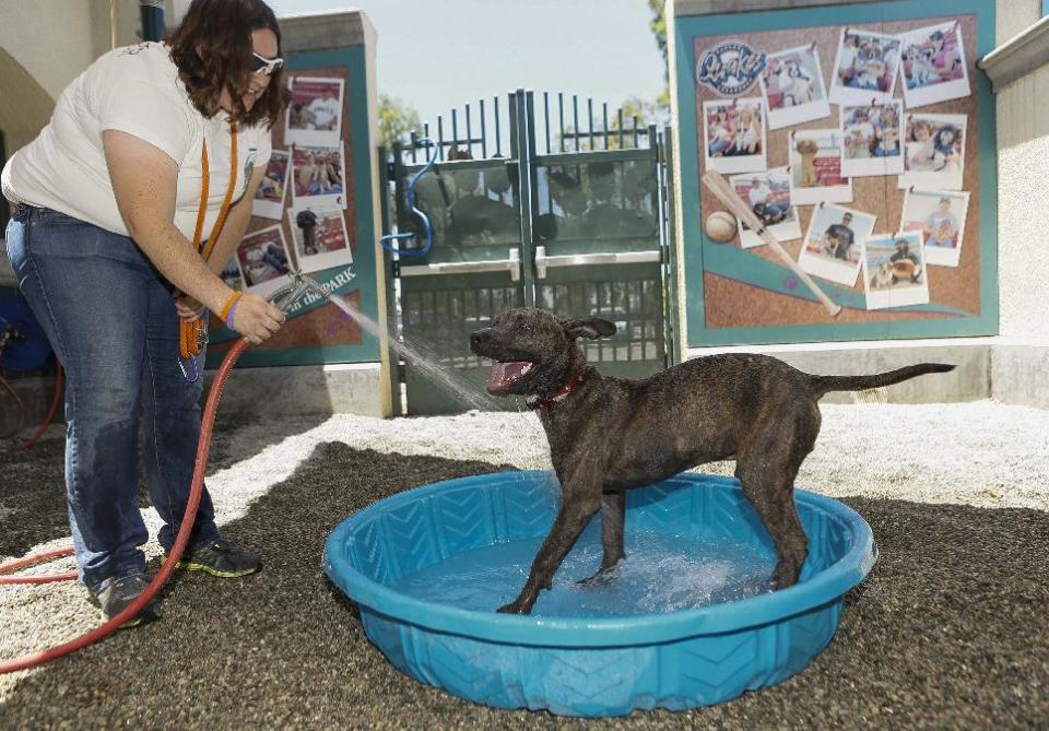 In this photo taken Friday, June 28, 2013, Volunteer Melissa Koury, 29, plays with a dog on to keep him cool at City of Rancho Cucamonga Animal Care & Adoption Center in Rancho Cucamonga, Calif. The western U.S. is bracing for a record heat wave this weekend. The center, 45 miles east of Los Angeles, is on the same grounds as LoanMart Field, home to the Rancho Cucamonga Quakes, a Los Angeles Dodgers baseball farm team. Saturday night home games end with fireworks shows. Classical music is played throughout the center beginning in the early evening on nights with fireworks. (AP Photo/Damian Dovarganes)