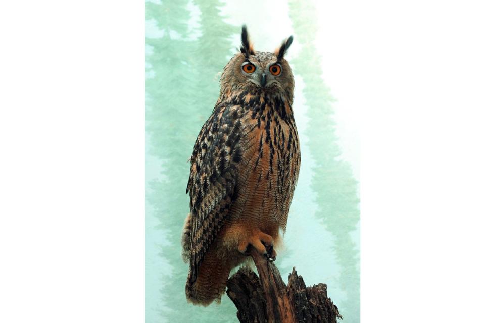 Flaco the owl has earned celebrity status in New York (Wildlife Conservation Society)