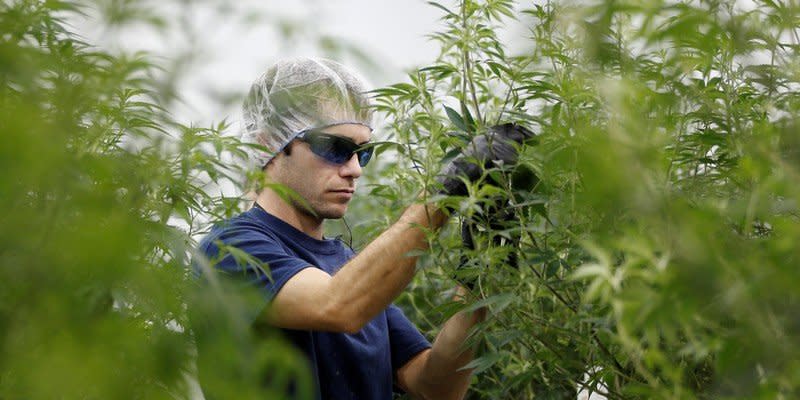 A worker collects cuttings from a marijuana plant at the Canopy Growth Corporation facility in Smiths Falls, Ontario, Canada, January 4, 2018. REUTERS/Chris Wattie