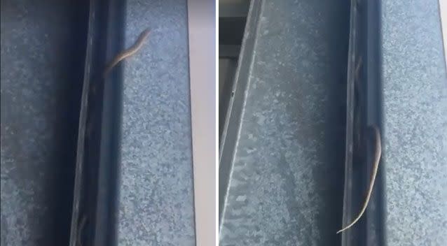 Snake catcher Kris Foster spotted the eastern brown climbing up the entrance of his work's warehouse. Source: Facebook/ Feral Trapping Solutions QLD