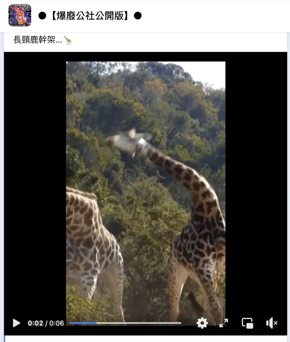 原PO在爆廢公社上分享長頸鹿打架影片。（圖／翻攝自臉書社團「爆廢公社」）