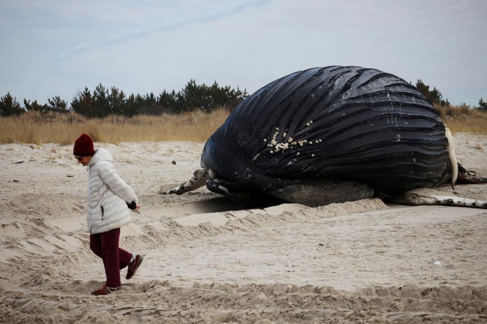 A woman walks near a dead male humpback whale that, according to town officials, washed ashore overnight on Long Island (REUTERS)