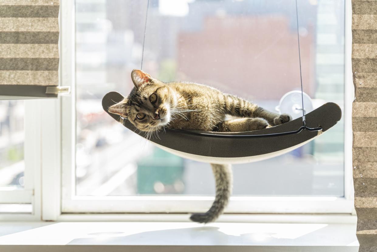 Playful gray domestic cat is resting on a cat window perch, with a blurred view on a street on a sunny day behind a window.