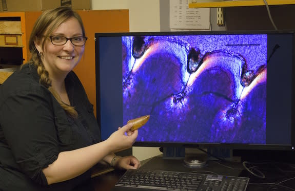 Kirstin Brink, a postdoctoral researcher of biology at the University of Toronto Mississauga, shows a theropod tooth next to a cross section of a tooth belonging to the theropod <i>Carcharodontosaurus</i>.