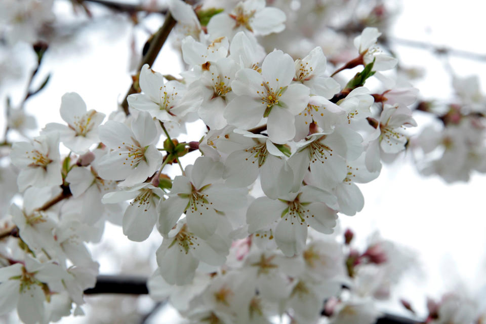 Washington’s cherry blossoms bloom despite cold snap