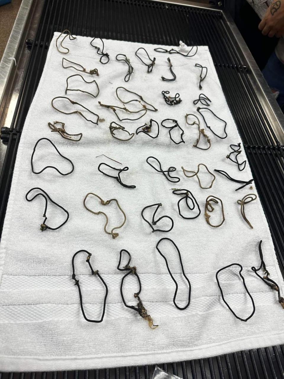 After veterinarians removed the “seemingly endless bundle of strings,” they counted 38 hair ties, Charleston Animal Society said.